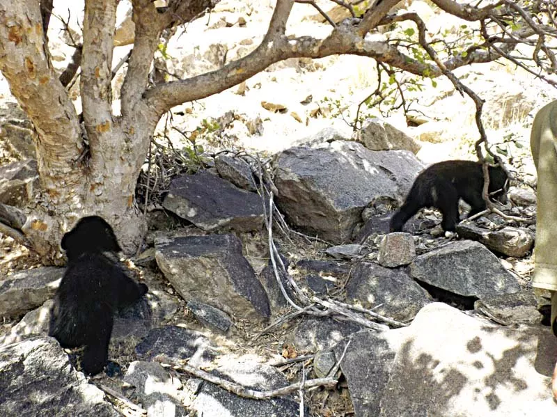 cubs after their release in the forest photo express cubs after their release in the forest photo express