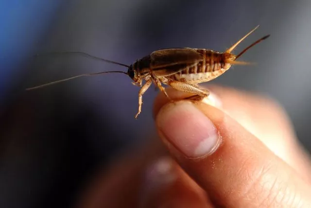 crickets are a low carbon source of protein according to terreform one and so are an environmentally friendly alternative to industrial livestock photo afp crickets are a low carbon source of protein according to terreform one and so are an environmentally friendly alternative to industrial livestock photo afp