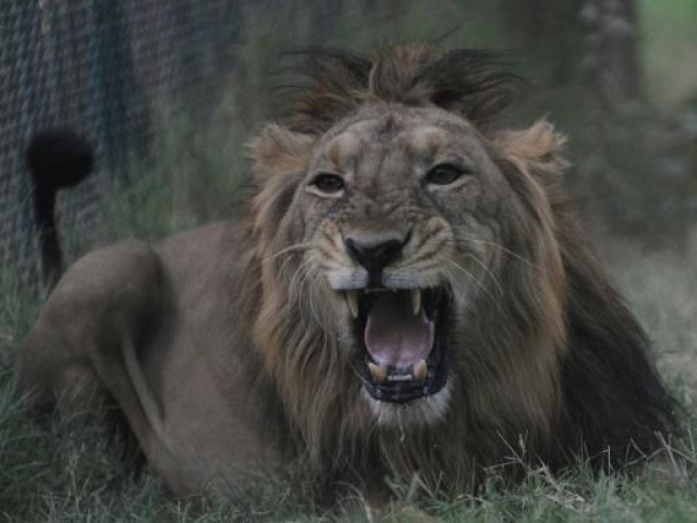 seven lion attacks in villages near the gir wildlife sanctuary in gujarat state have killed three people since march photo afp