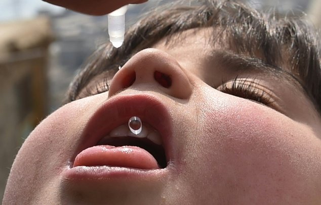 india is launching an emergency polio vaccination drive after discovering a strain of the disease that is not covered by its existing inoculations photo afp