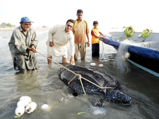 the sindh wildlife department and wwf p are working to save sea turtles in pakistani waters but bad fishing practices are making their job difficult photo courtesy wwf p the sindh wildlife department and wwf p are working to save sea turtles in pakistani waters but bad fishing practices are making their job difficult photo courtesy wwf p