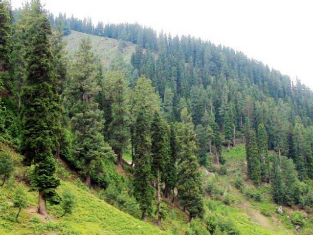 rs735 million allocated for wildlife photo file rs735 million allocated for wildlife photo file