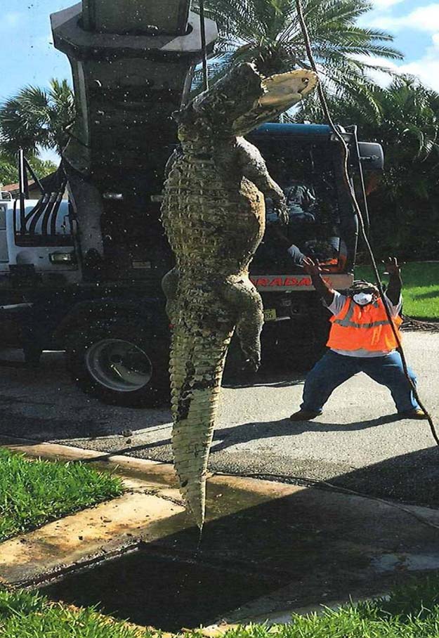 11 foot alligator pulled from drain in florida after bad smell complaints