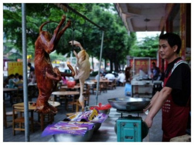 foreign protesters bark unleashes chinese dog eaters bite