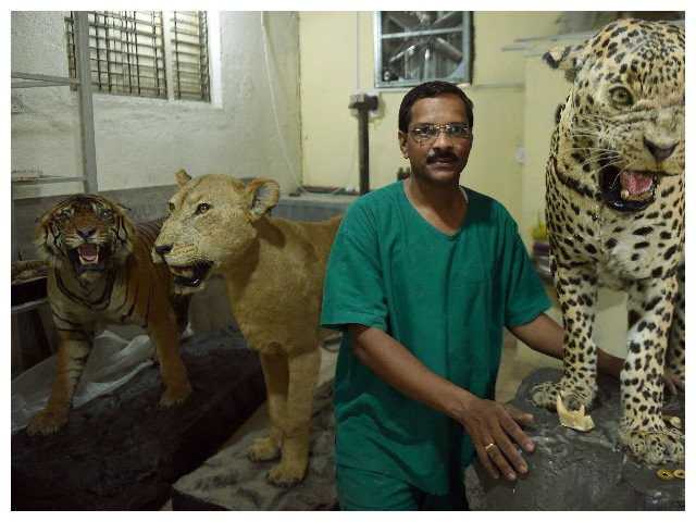 india 039 s last practising taxidermist santosh gaikwad poses for a photograph in the taxidermy centre at the sanjay gandhi national park in mumbai afp photo india 039 s last practising taxidermist santosh gaikwad poses for a photograph in the taxidermy centre at the sanjay gandhi national park in mumbai afp photo