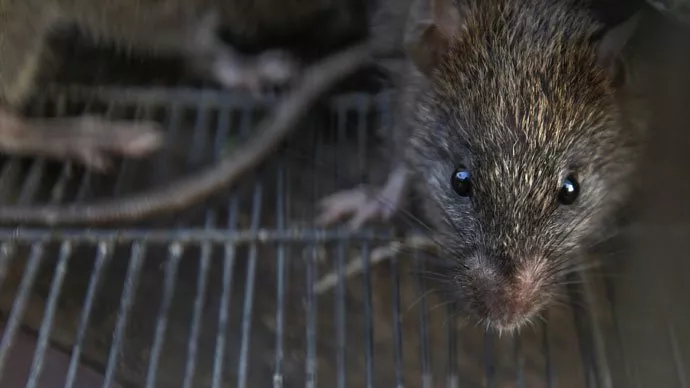 a party that can t rid a province of mice aspires to bring about a naya pakistan dhillon photo reuters a party that can t rid a province of mice aspires to bring about a naya pakistan dhillon photo reuters