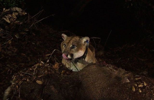 a mother fought off a mountain lion that attacked her five year old son while he was playing with his older brother photo reuters a mother fought off a mountain lion that attacked her five year old son while he was playing with his older brother photo reuters