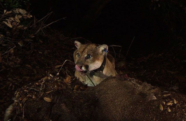 a mother fought off a mountain lion that attacked her five year old son while he was playing with his older brother photo reuters