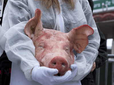 pig s head left outside quebec city mosque with bon app tit note pig s head left outside quebec city mosque with bon app tit note
