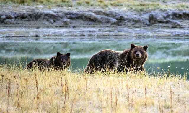 a grizzly bear mother and her cub in yellowstone national park wyoming photo afp