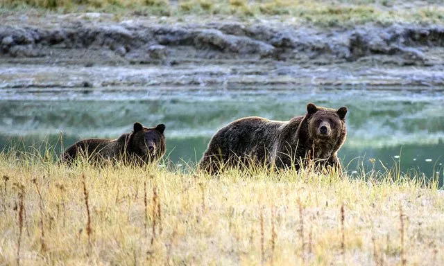 a grizzly bear mother and her cub in yellowstone national park wyoming photo afp a grizzly bear mother and her cub in yellowstone national park wyoming photo afp