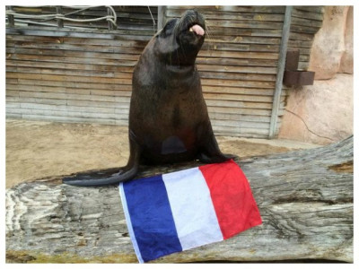 watson the sea lion picks euro soccer cup winners watson the sea lion picks euro soccer cup winners