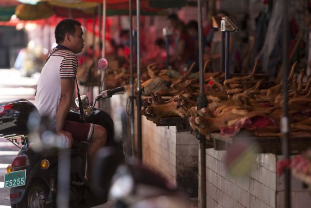 cooked dog meat is seen on sale at a market in yulin photo afp