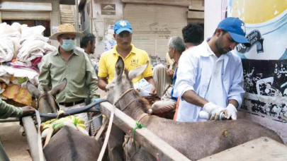 on a mission someone to care for the beasts of burden on a mission someone to care for the beasts of burden