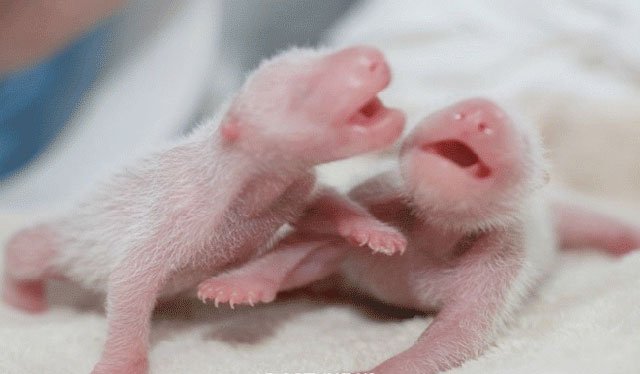 twin pandas have been on the rise in recent years with the development of artificial insemination technology photo afp