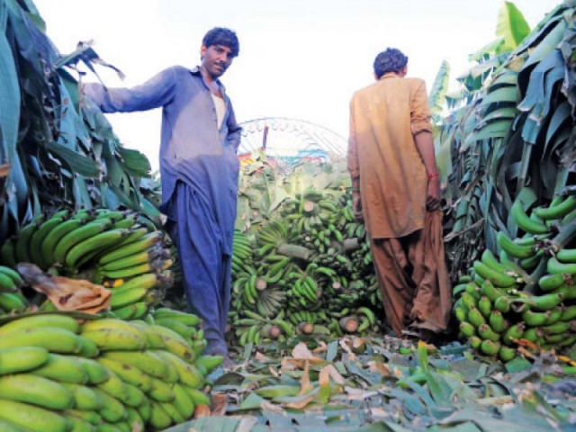 the banana crop grown at asim agricultural farms use leaves with high quality potash photos express