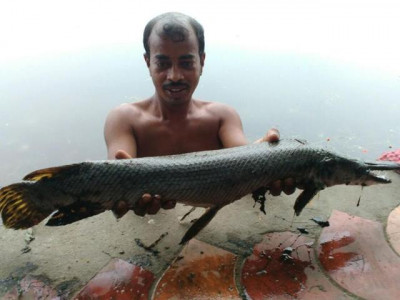 alligator like predator fish in kolkata waters threatens ecosystem