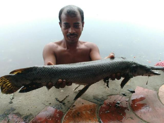 alligator gar which resembles alligator with long sharp teeth and equally predatory instincts can grow up to 8 feet photo courtesy hindustan times alligator gar which resembles alligator with long sharp teeth and equally predatory instincts can grow up to 8 feet photo courtesy hindustan times