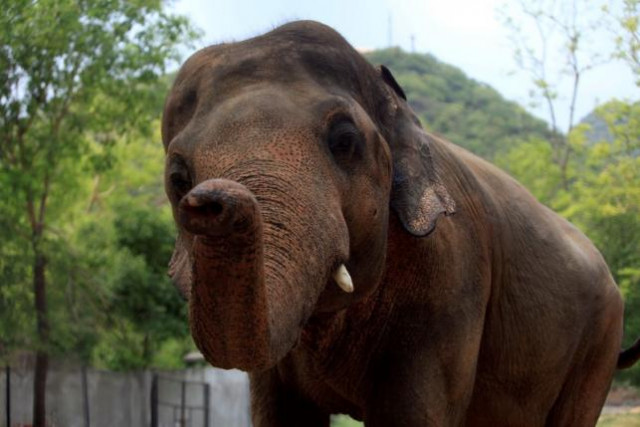 world s loneliest elephant heads to cambodia world s loneliest elephant heads to cambodia