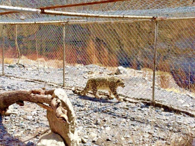 snow leopard forced to live in captivity in gilgit baltistan snow leopard forced to live in captivity in gilgit baltistan