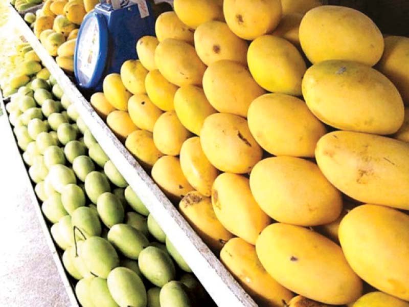 pakistani mangoes are rich in fibre low in calories and contain a small amount of carbohydrates calcium iron potassium and a little protein which are highly demanded in the eu and other advanced nations photo file