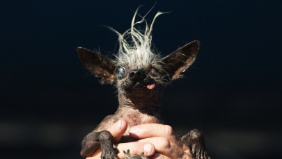 blind sweepee rambo crowned world s ugliest dog blind sweepee rambo crowned world s ugliest dog