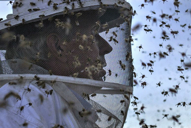 the number of beekeepers is growing steadily and has topped 50 000 according to the beekeepers association of zimbabwe photo reuters the number of beekeepers is growing steadily and has topped 50 000 according to the beekeepers association of zimbabwe photo reuters