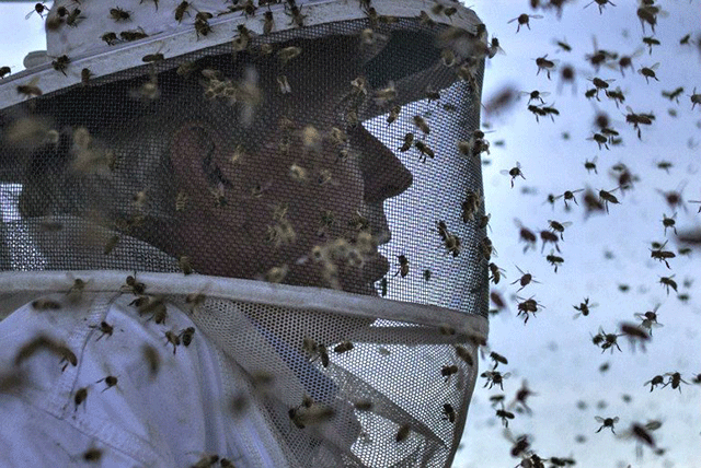 the number of beekeepers is growing steadily and has topped 50 000 according to the beekeepers association of zimbabwe photo reuters