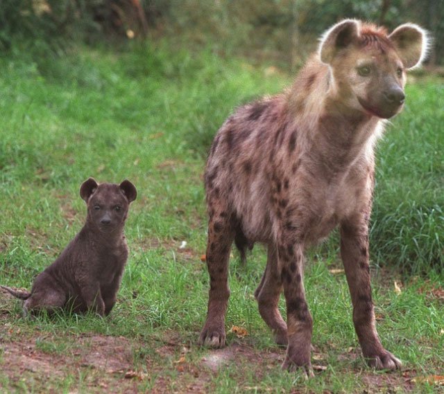 the hyena is one of the most common large carnivores in sub saharan africa photo afp