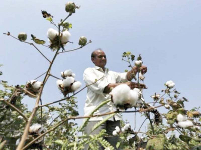 free trade millers demand removal of cotton import duty