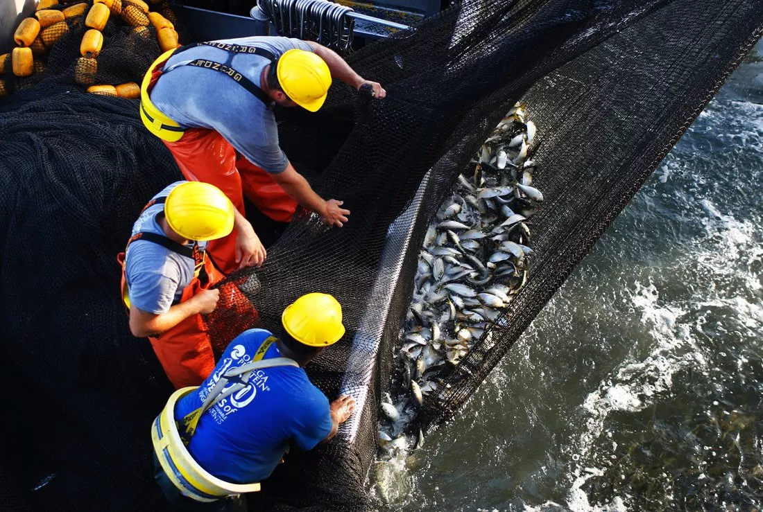 consuming foods rich in omega 3 fatty acids such as salmon sardines and anchovies can reduce risk of a deadly heart attack by 10 percent a study out on june 27 2016 said photo afp consuming foods rich in omega 3 fatty acids such as salmon sardines and anchovies can reduce risk of a deadly heart attack by 10 percent a study out on june 27 2016 said photo afp