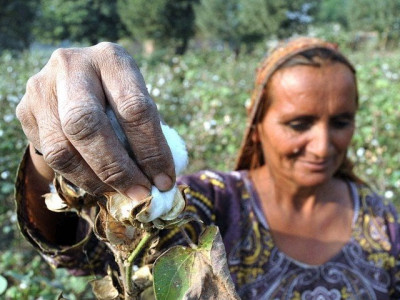 pakistan s cotton imports to hold near record highs as output dwindles pakistan s cotton imports to hold near record highs as output dwindles