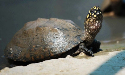 preventing smuggling wildlife dept wwf to raise awareness