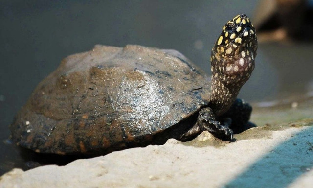they will set up counters at airports to check smuggling of endangered species photo afp file they will set up counters at airports to check smuggling of endangered species photo afp file