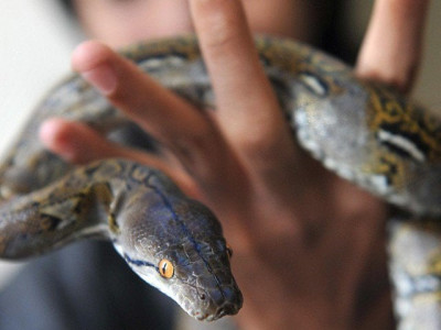 man kills wife throws snake on her bed to confuse police