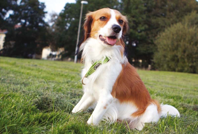 dogs can identify the chemical isoprene in human breath that could act as warning for patients experiencing declining sugar levels photo file