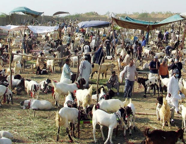 shepherds panic as peste des petits ruminants afflicts goats sheep photo ppi