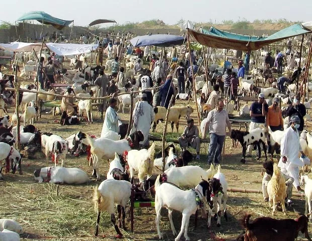 shepherds panic as peste des petits ruminants afflicts goats sheep photo ppi shepherds panic as peste des petits ruminants afflicts goats sheep photo ppi