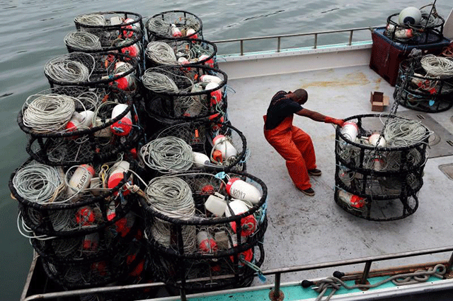 a fisherman loads crab pots onto a fishing vessel at fishermen 039 s wharf ahead of the opening of the commercial dungeness crab season in san francisco california u s november 14 2013 photo reuters a fisherman loads crab pots onto a fishing vessel at fishermen 039 s wharf ahead of the opening of the commercial dungeness crab season in san francisco california u s november 14 2013 photo reuters