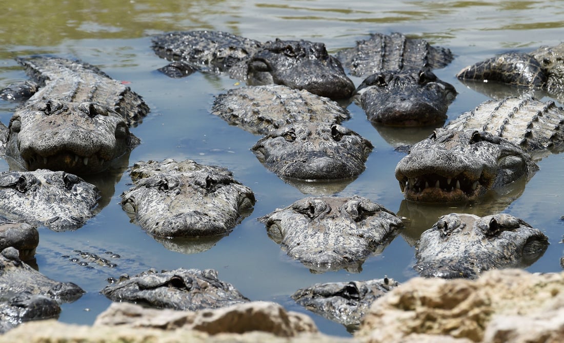 american alligators wade in the alligator lagoon at everglades alligator farm in homestead florida on june 24 2016 florida famed for its turquoise beaches is almost as well known for its alligators photo afp