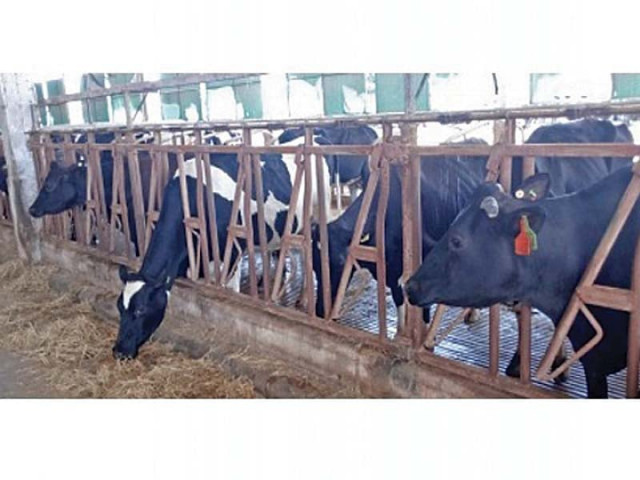 the main reason for the dawood group to sell the stake at a discounted price is to gain frieslandcampina s dairy expertise and introduce new products photo file