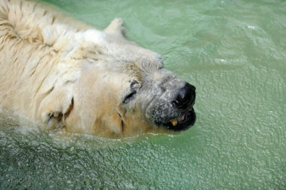 argentina s last polar bear arturo dies at 31 argentina s last polar bear arturo dies at 31