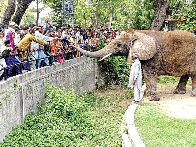 lahore zoo expecting around 200 000 visitors during eid holidays photo file