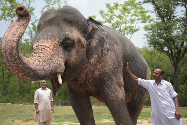 kaavan 039 s behaviour    including signs of distress such as bobbing his head repeatedly    demonstrates quot a kind of mental illness quot said safwan shahab ahmad the vice chairman of pakistan wildlife foundation photo afp