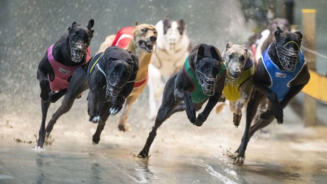 australia 039 s greyhound industry was reeling thursday after the country 039 s most populous state banned the sport after a string of scandals including quot live baiting quot and the slaughter of tens of thousands of dogs photo thebordermail australia 039 s greyhound industry was reeling thursday after the country 039 s most populous state banned the sport after a string of scandals including quot live baiting quot and the slaughter of tens of thousands of dogs photo thebordermail