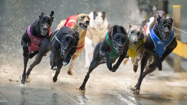 australia 039 s greyhound industry was reeling thursday after the country 039 s most populous state banned the sport after a string of scandals including quot live baiting quot and the slaughter of tens of thousands of dogs photo thebordermail