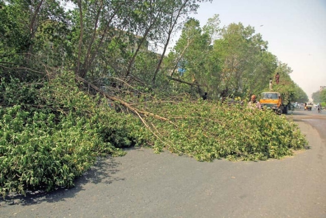 according to experts little is done in karachi to remedy the lack of flora and fauna despite the urgent need photo athar khan express according to experts little is done in karachi to remedy the lack of flora and fauna despite the urgent need photo athar khan express