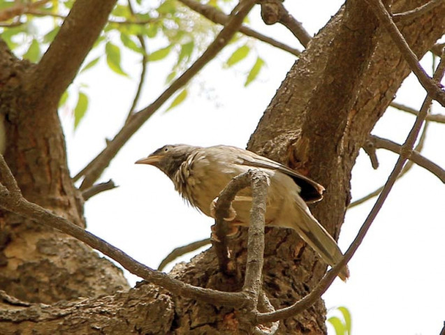 consistent decline in karachi s vegetation drives wildlife out of the city photos aysha saleem express consistent decline in karachi s vegetation drives wildlife out of the city photos aysha saleem express