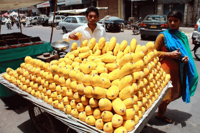 these 7 pictures will leave you craving for mangoes these 7 pictures will leave you craving for mangoes