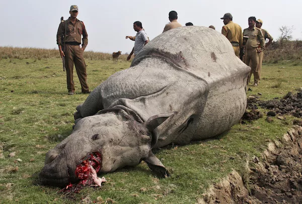 rhino that was slaughtered by poachers at the pobitora wildlife sanctuary in india photo reuters rhino that was slaughtered by poachers at the pobitora wildlife sanctuary in india photo reuters